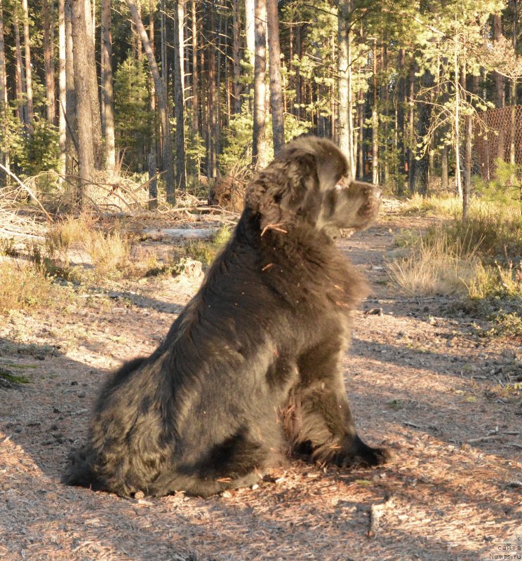 Фото: ньюфаундленд Aquatoriya Kelvin Kadril (Акватория Келвин Кадриль)