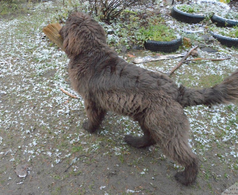 Фото: ньюфаундленд I Follow The Sun de L'Etoile de Cyrice