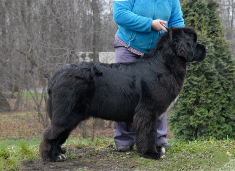 Фото: ньюфаундленд King of Helluland Over Ruled