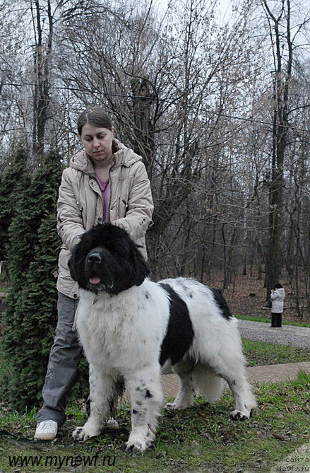 Фото: ньюфаундленд Callistos Blitzen