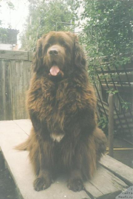 Фото: ньюфаундленд Simona (Симона)