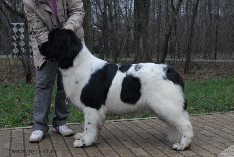 Фото: ньюфаундленд Cristalmarnewfy Christmas Dream