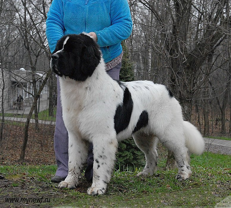 Фото: ньюфаундленд Sent Djons Vanilla Ice (Сент Джонс Ванилла Айс)