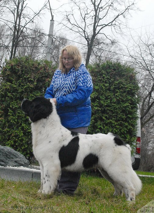 Фото: ньюфаундленд Sent Djons Vanilla Ice (Сент Джонс Ванилла Айс)