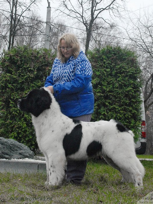 Фото: ньюфаундленд Sent Djons Vanilla Ice (Сент Джонс Ванилла Айс)