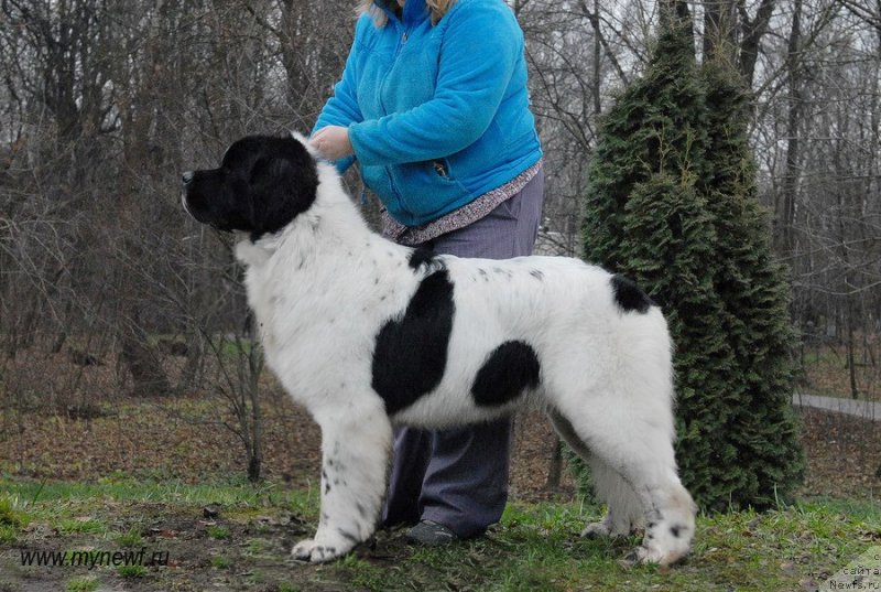 Фото: ньюфаундленд Sent Djons Vanilla Ice (Сент Джонс Ванилла Айс)