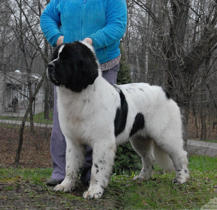 Фото: ньюфаундленд Sent Djons Vanilla Ice (Сент Джонс Ванилла Айс)