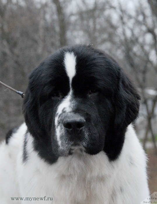 Фото: ньюфаундленд Sent Djons Vanilla Ice (Сент Джонс Ванилла Айс)