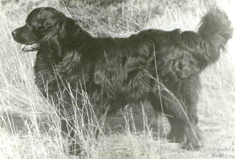 Фото: ньюфаундленд Antey (Антей)