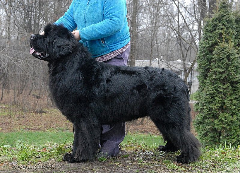 Фото: ньюфаундленд Sent Djons Hummer (Сент Джонс Хаммер)