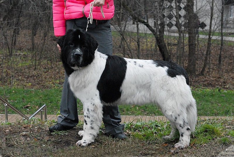 Фотография № 139807