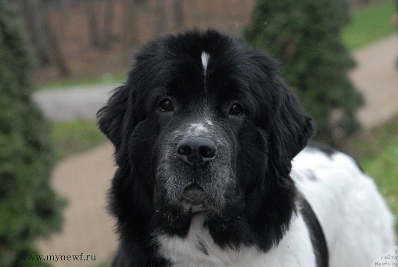 Фото: ньюфаундленд Sent Djons Viva Viktoria (Сент Джонс Вива Виктория)