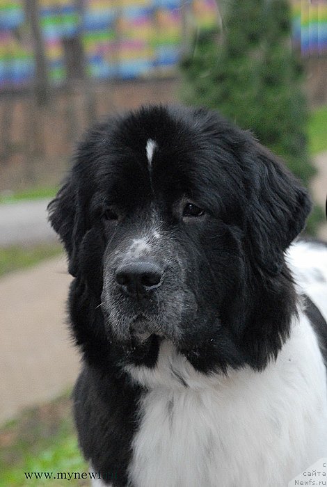 Фото: ньюфаундленд Sent Djons Viva Viktoria (Сент Джонс Вива Виктория)