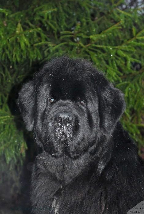 Фото: ньюфаундленд Black Clouds Criminal Minds at Stealbears