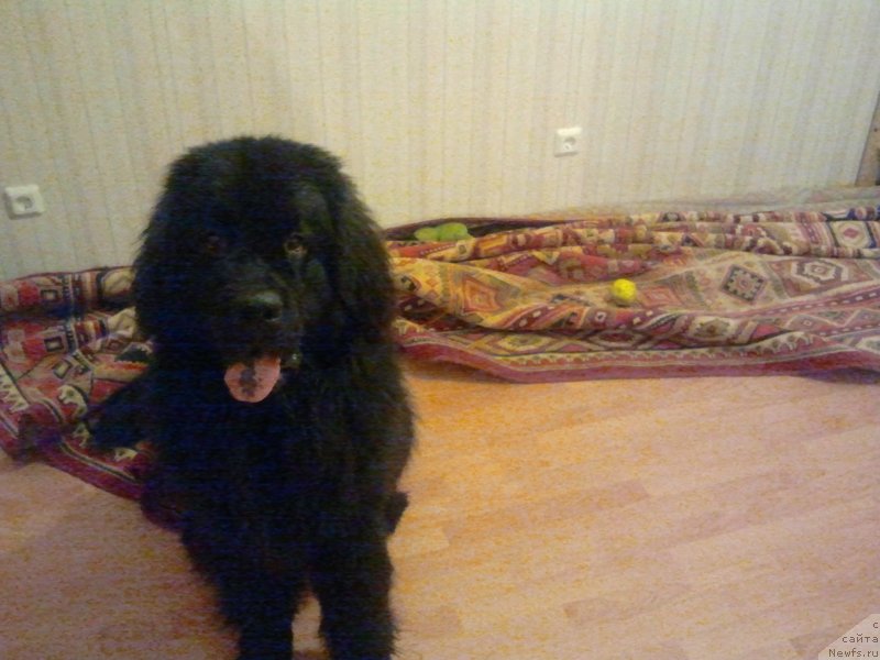 Фото: ньюфаундленд Fann'yuf Gendal'f Greyt (Фанньюф Гендальф Грейт)