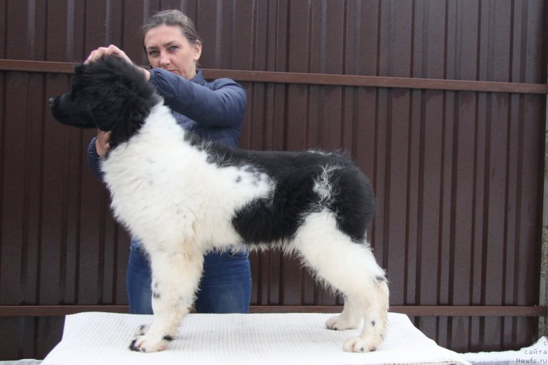 Фото: ньюфаундленд Akvian Song Montana (Аквиан Сонг Монтана)