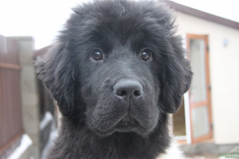 Фото: ньюфаундленд Akvian Song Montana (Аквиан Сонг Монтана)
