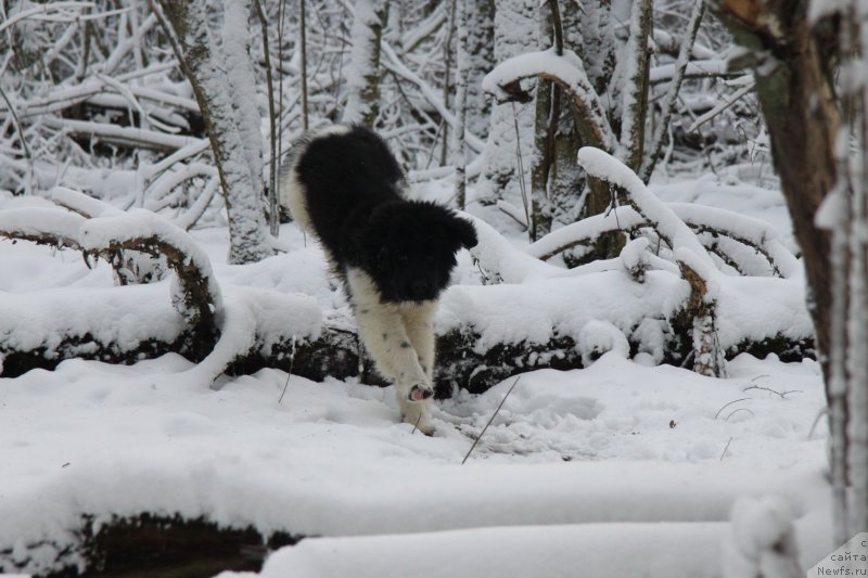 Фото: ньюфаундленд Akvian Song Montana (Аквиан Сонг Монтана)