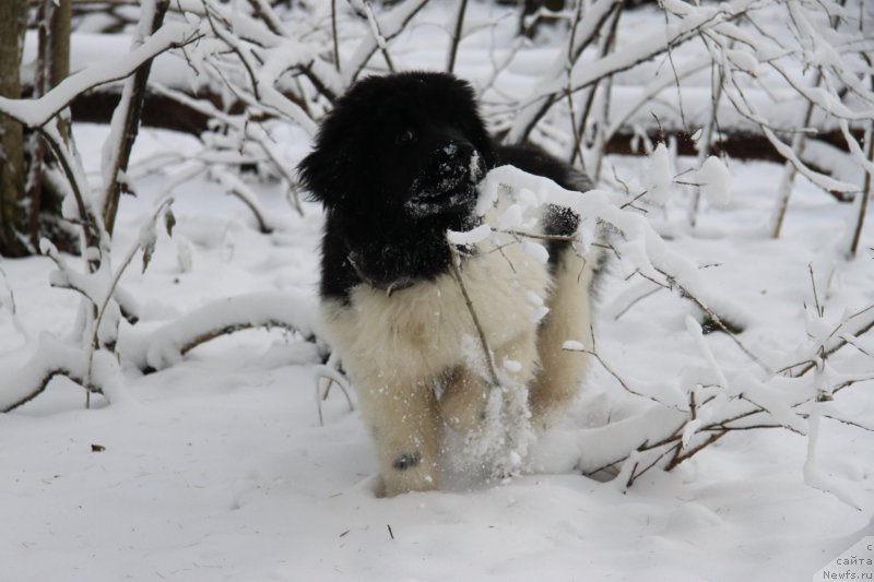 Фото: ньюфаундленд Akvian Song Montana (Аквиан Сонг Монтана)