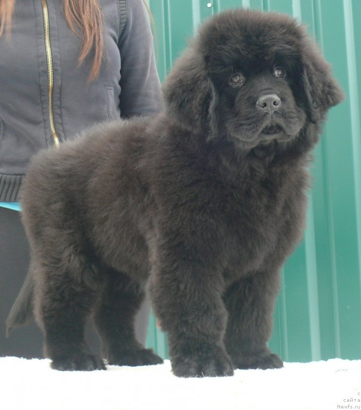 Фото: ньюфаундленд Corporevaill Imagine That (Корпоревайль Имэджин Зэт)