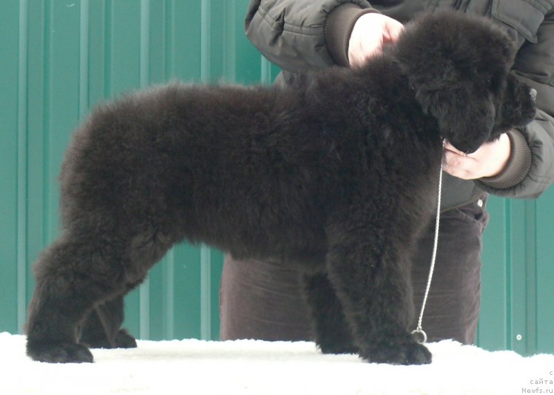 Фото: ньюфаундленд Corporevaill Imagine That (Корпоревайль Имэджин Зэт)