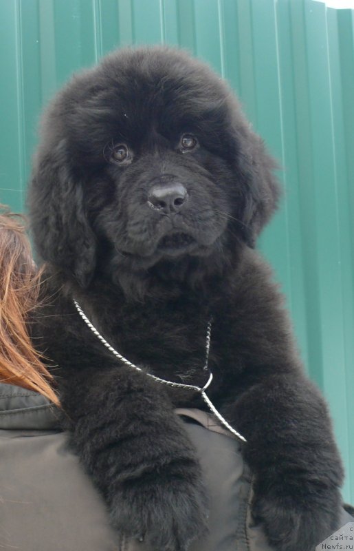 Фото: ньюфаундленд Corporevaill If Only (Корпоревайль Иф Онли)