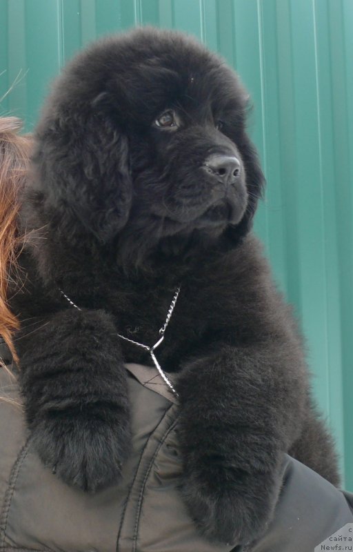 Фото: ньюфаундленд Corporevaill If Only (Корпоревайль Иф Онли)