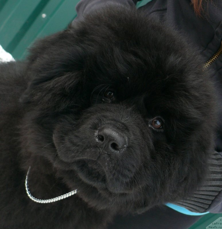 Фото: ньюфаундленд Corporevaill If Only (Корпоревайль Иф Онли)