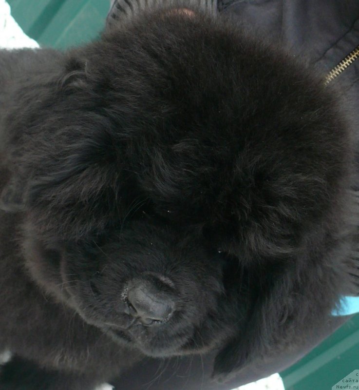 Фото: ньюфаундленд Corporevaill If Only (Корпоревайль Иф Онли)