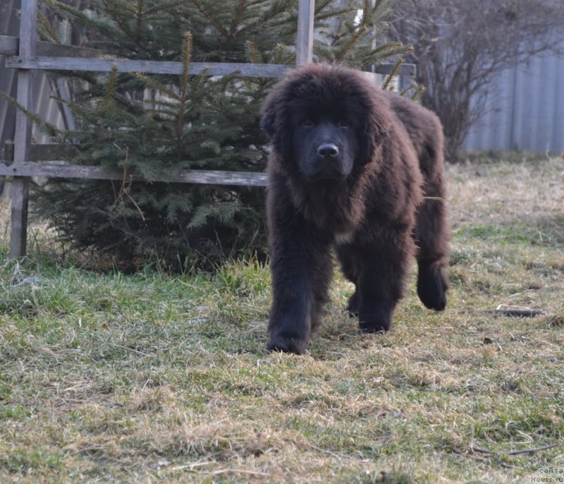 Фото: ньюфаундленд Talisman Morya Mishel' (Талисман Моря Мишель)