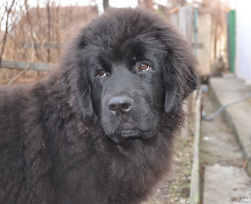 Фото: ньюфаундленд Talisman Morya Mishel' (Талисман Моря Мишель)