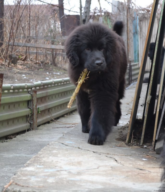 Фото: ньюфаундленд Talisman Morya Mishel' (Талисман Моря Мишель)