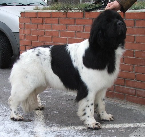 Фото: ньюфаундленд Plushevayа Panda Haira (Плюшевая Панда Хаира)