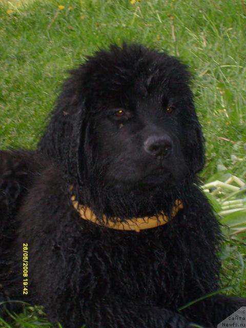 Фото: ньюфаундленд Konan Pandyerouz (Конан Пандэроуз)