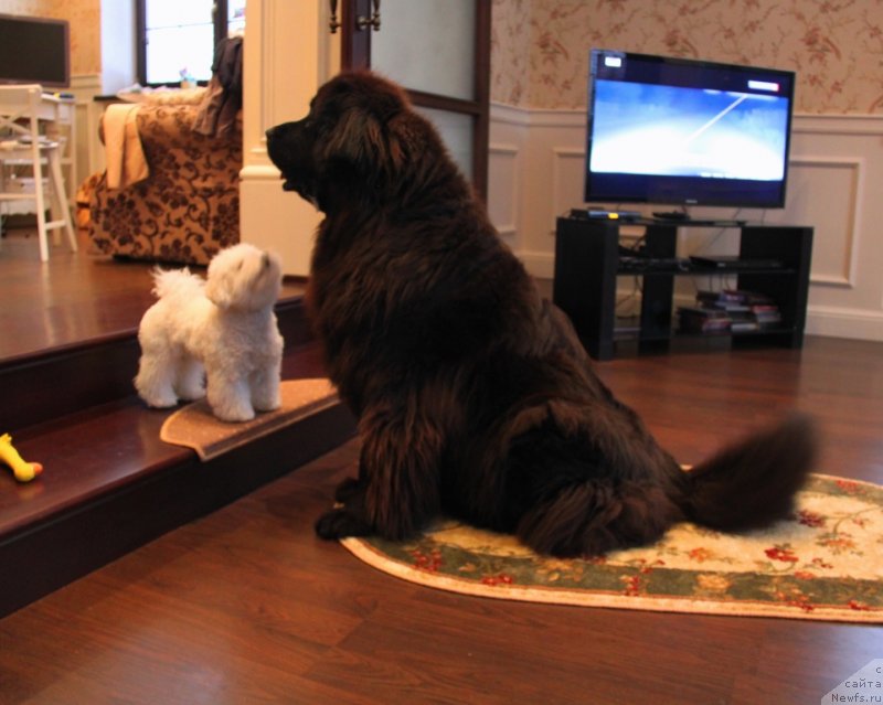 Фото: ньюфаундленд Krasotka Daniel' Grand Byebi (Красотка Даниель Гранд Бэби)