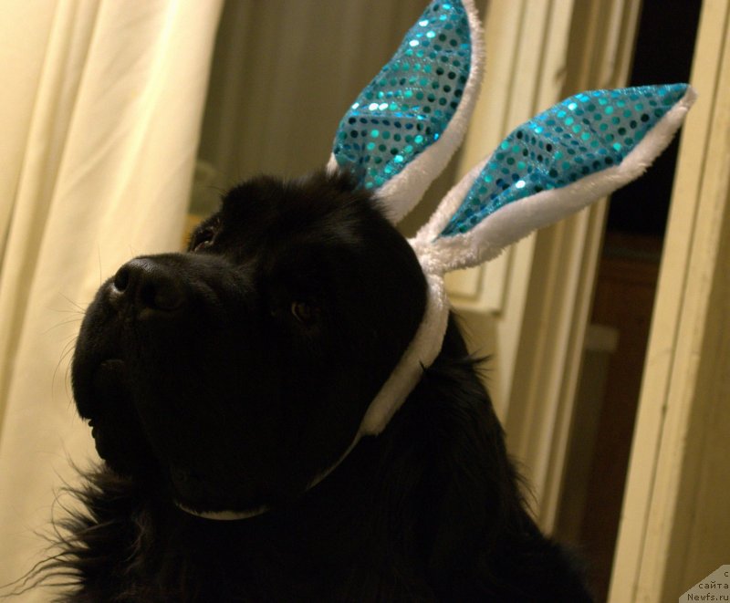 Фото: ньюфаундленд Akvatoriya Kelvin Koroleva Margo (Акватория Келвин Королева Марго)