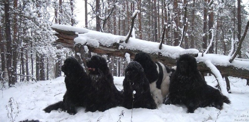 Фото: ньюфаундленд Akin Soul Sofiya (Акин Соул София), ньюфаундленд Lesnaya Skazka Lunnaya Sonata (Лесная Сказка Лунная Соната), ньюфаундленд Andjel Viktorius (Анджел Викториус), ньюфаундленд CHernyiy SHarm Vellington (Черный Шарм Веллингтон), ньюфаундленд Baryishnya (Барышня)