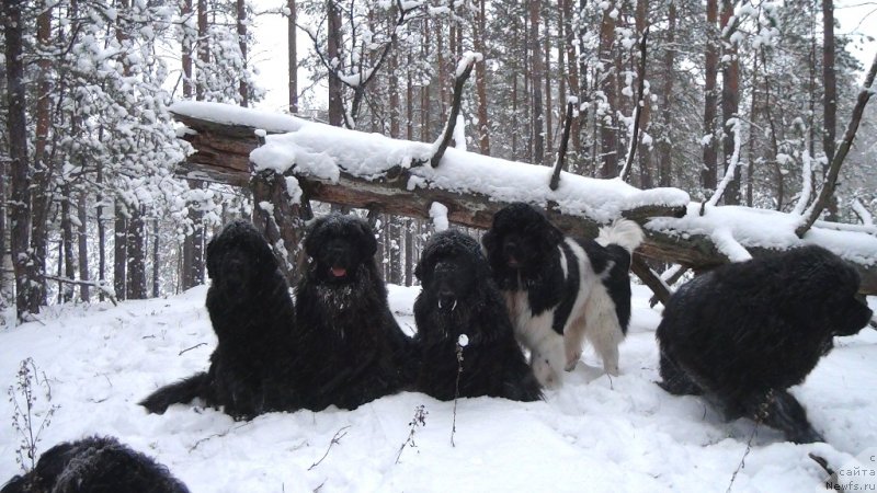 Фото: ньюфаундленд Akin Soul Sofiya (Акин Соул София), ньюфаундленд Lesnaya Skazka Lunnaya Sonata (Лесная Сказка Лунная Соната), ньюфаундленд Andjel Viktorius (Анджел Викториус), ньюфаундленд CHernyiy SHarm Vellington (Черный Шарм Веллингтон), ньюфаундленд Baryishnya (Барышня)