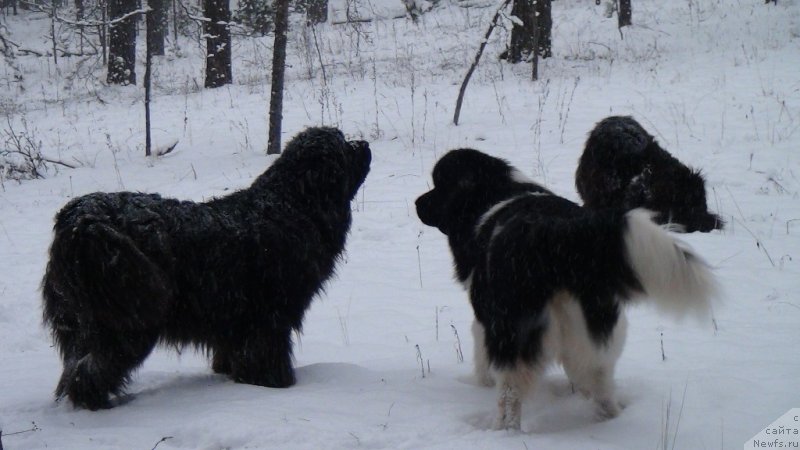 Фото: ньюфаундленд Akin Soul Sofiya (Акин Соул София), ньюфаундленд CHernyiy SHarm Vellington (Черный Шарм Веллингтон)