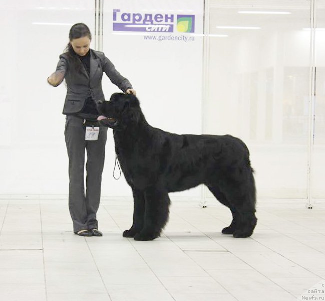 Фото: ньюфаундленд Beguschaya po Volnam Shaman (Бегущая по Волнам Шаман)