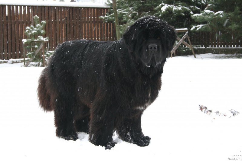 Фото: ньюфаундленд Black Clouds Criminal Minds at Stealbears