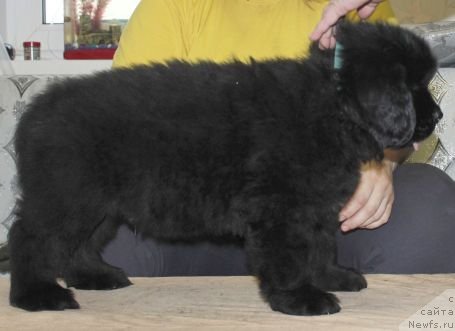 Фото: ньюфаундленд Dar Svezy Unika Sagitta (Дар Свезы Юника Сагитта)