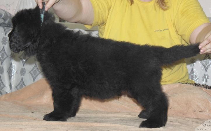 Фото: ньюфаундленд Dar Svezy Unika Sagitta (Дар Свезы Юника Сагитта)