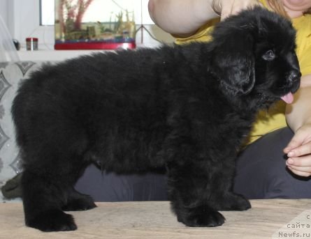 Фото: ньюфаундленд Dar Svezy Unika Sagitta (Дар Свезы Юника Сагитта)