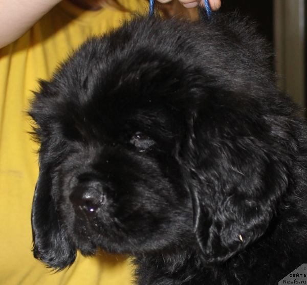 Фото: ньюфаундленд Dar Svezy Unika Sagitta (Дар Свезы Юника Сагитта)