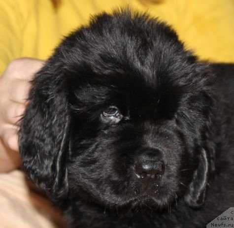 Фото: ньюфаундленд Dar Svezy Unika Sagitta (Дар Свезы Юника Сагитта)