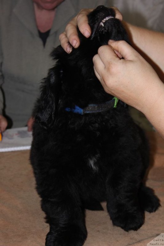 Фото: ньюфаундленд Dar Svezy Unika Sagitta (Дар Свезы Юника Сагитта)