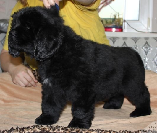 Фото: ньюфаундленд Dar Svezy Unika Sagitta (Дар Свезы Юника Сагитта)