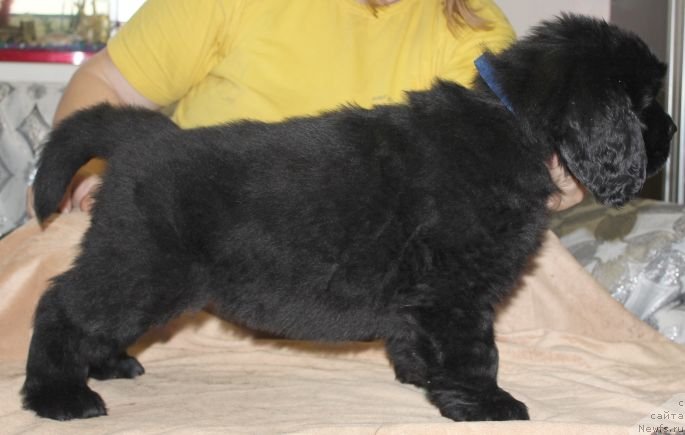 Фото: ньюфаундленд Dar Svezy Unika Sagitta (Дар Свезы Юника Сагитта)