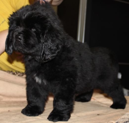 Фото: ньюфаундленд Dar Svezy Unika Sagitta (Дар Свезы Юника Сагитта)